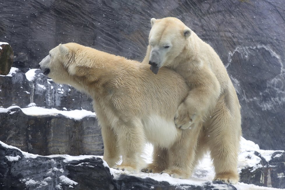 Medvídci z pražské zoo si užívali tu pravou lední lásku.