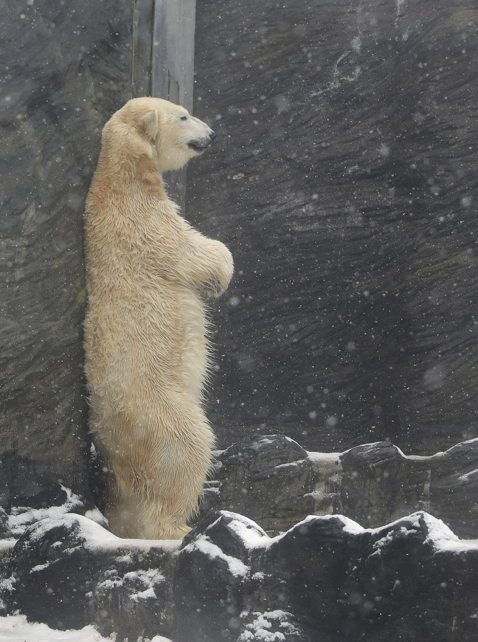 Medvídci z pražské zoo si užívali tu pravou lední lásku.