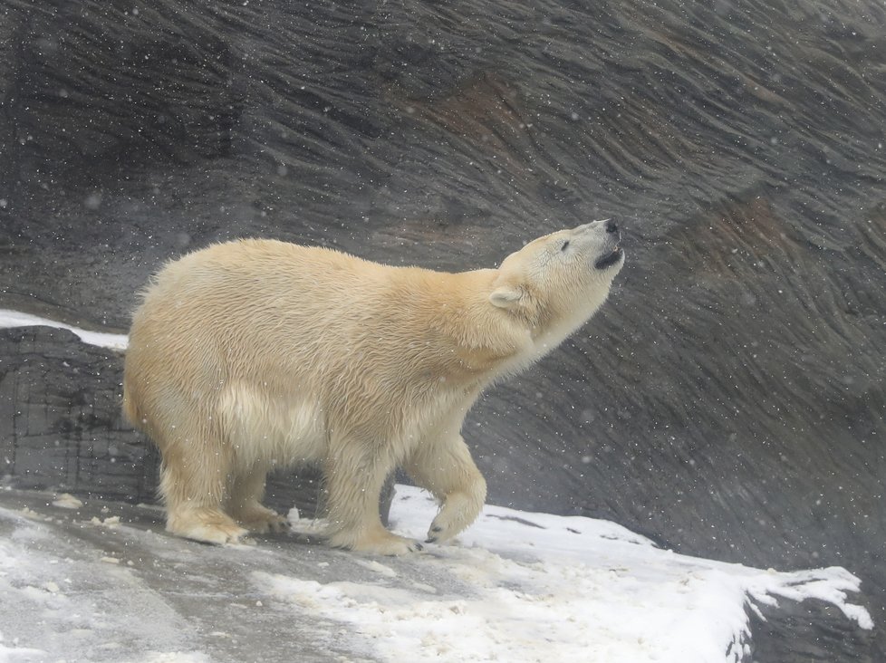 Medvídci z pražské zoo si užívali tu pravou lední lásku.