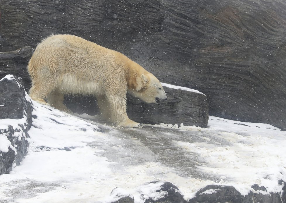 I medvědi z pražské zoo si užívali tu pravou lední lásku.