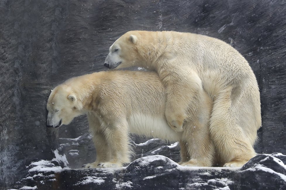 Medvídci z pražské zoo si užívali tu pravou lední lásku.