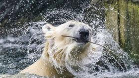 Zoo Praha zažije den s ledními medvědy.