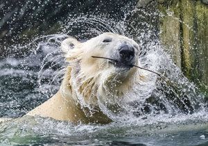 Zoo Praha oslaví Mezinárodní den ledních medvědů.