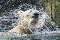 Zoo Praha čeká den ve znamení ledních medvědů. Vznikne tu ledová socha medvíděte