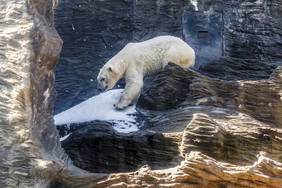 Zoo Praha oslaví Mezinárodní den ledních medvědů.