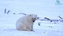 Mládě ledního medvěda bojuje na Čukotce o přežití.