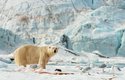 Lední medvědi se stali symbolem Špicberk
