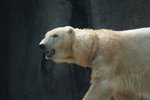 Rozzuřený lední medvěd napadl ve Špickberkách českého turistu.