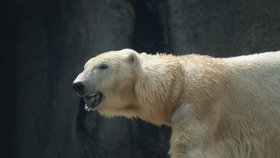 Rozzuřený lední medvěd napadl ve Špickberkách českého turistu.