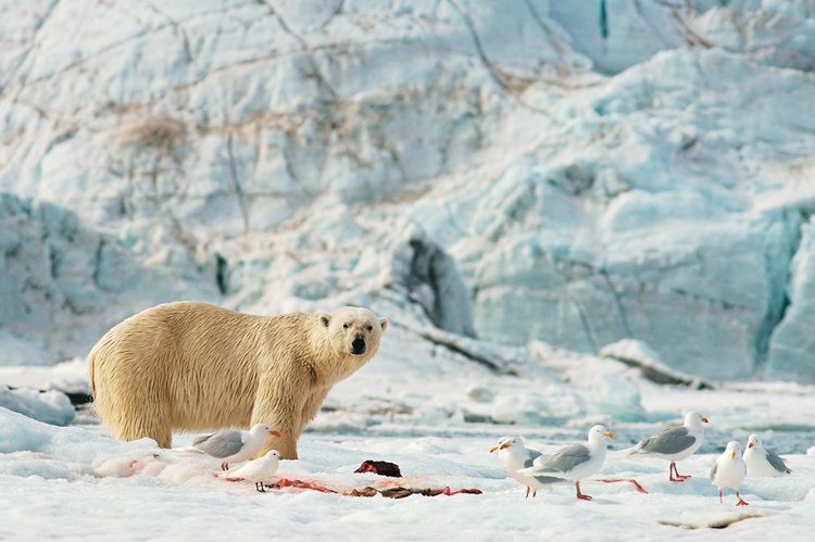 Lední medvědi se stali symbolem Špicberk