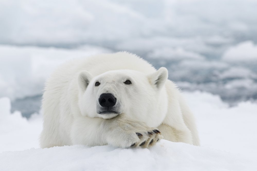 Lední medvědi jsou vysoce agresivní zvířata