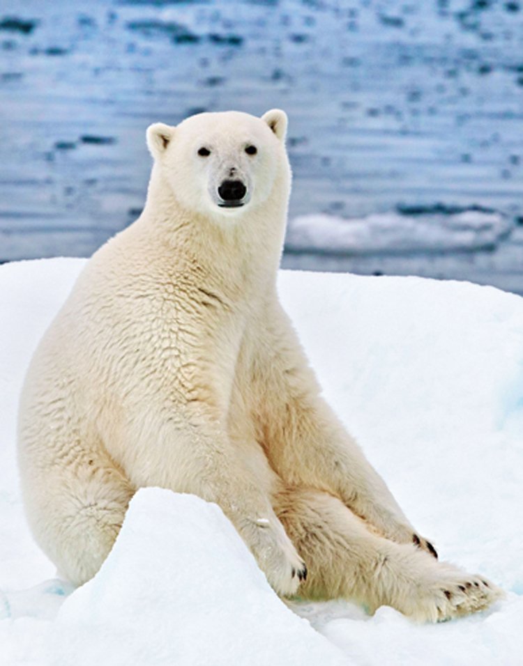 Lední medvědi jsou v bezprostředním ohrožení klimatickými změnami