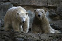 Lední medvědici Norinku čeká stěhování do Německa: Zvyká si na život bez mámy Cory