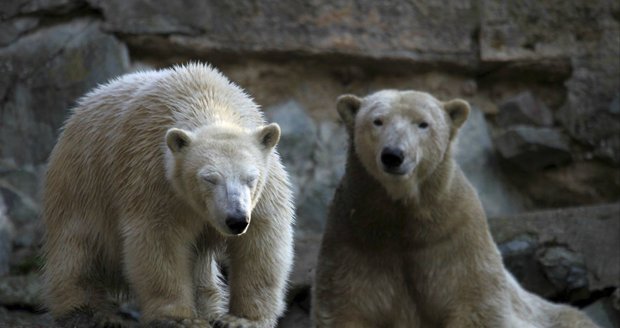Lední medvědici Norinku čeká stěhování do Německa: Zvyká si na život bez mámy Cory