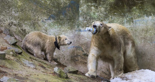 Dcera Noria a matka Cora. K jejich výběhu míří návštěvníci brněnské zoo ve velkém.
