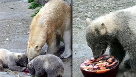 Křtiny ledních medvídků Komety a Nanuka v brněnské zoo: medvídek Nanuk se pouští do speciálního želatinového dortu z masa, ryb a zeleniny.