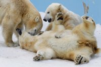 Samice ledního medvěda: Pojď, brácho, budeme se prát!