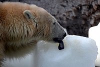 Vzácný medvěd uhynul v Itálii, když mu dali sledovací obojek. Biology čeká vyšetřování