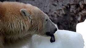 Medvěd v budapešťské zoo se chladí obří kostkou ledu (ilustrační foto).