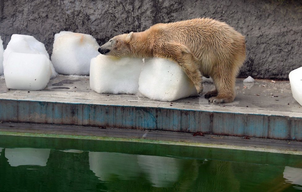 Medvědům v budapešťské zoo pomohly k ochlazení obří kostky ledu.