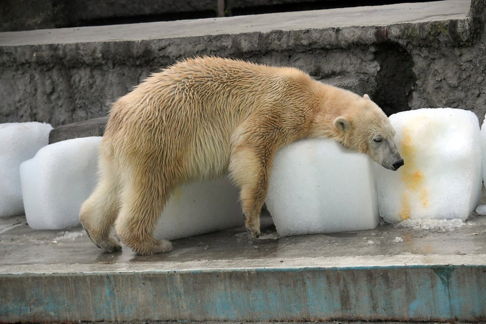 Medvědům v budapešťské zoo pomohly k ochlazení obří kostky ledu.