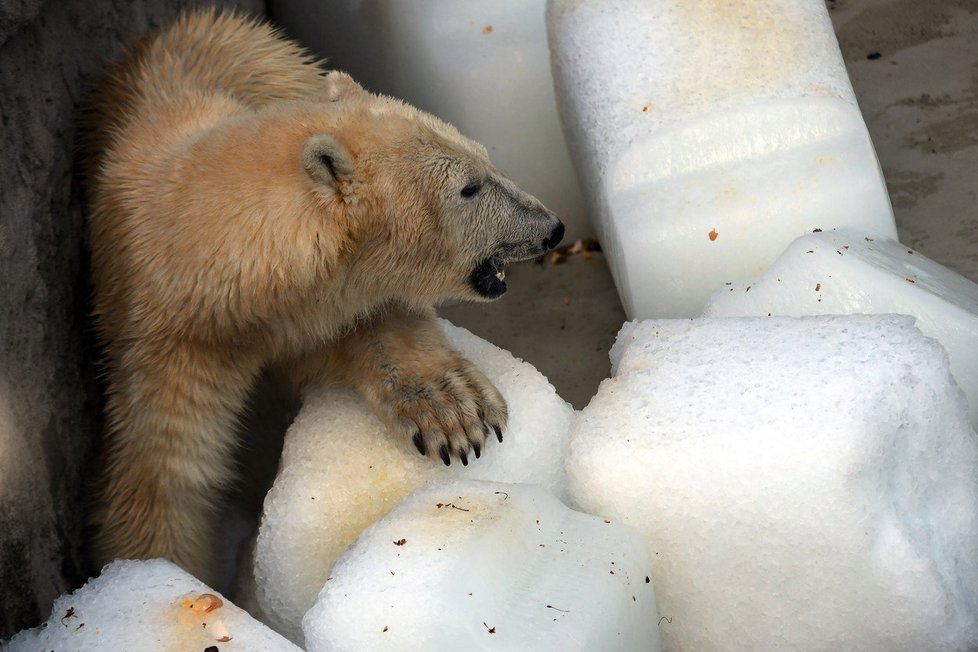 Medvědům v budapešťské zoo pomohly k ochlazení obří kostky ledu.