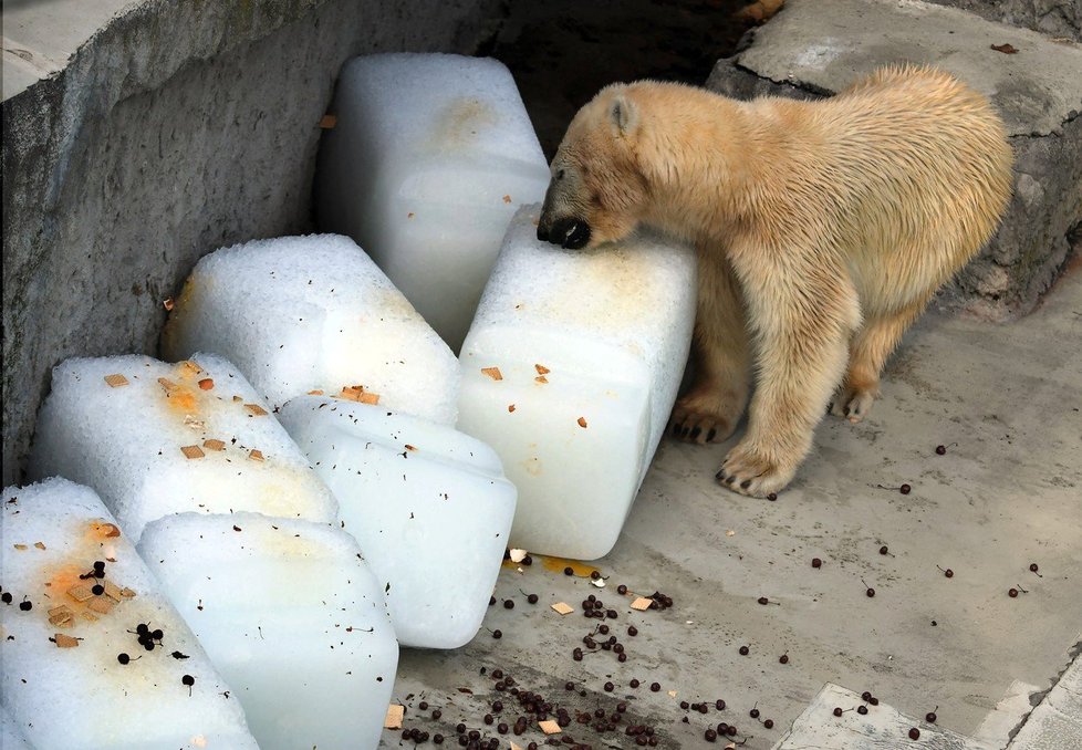 Medvědům v budapešťské zoo pomohly k ochlazení obří kostky ledu.