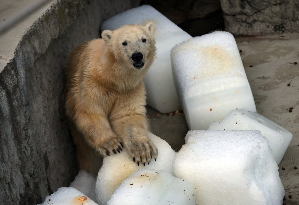 Medvědům v budapešťské zoo pomohly k ochlazení obří kostky ledu.