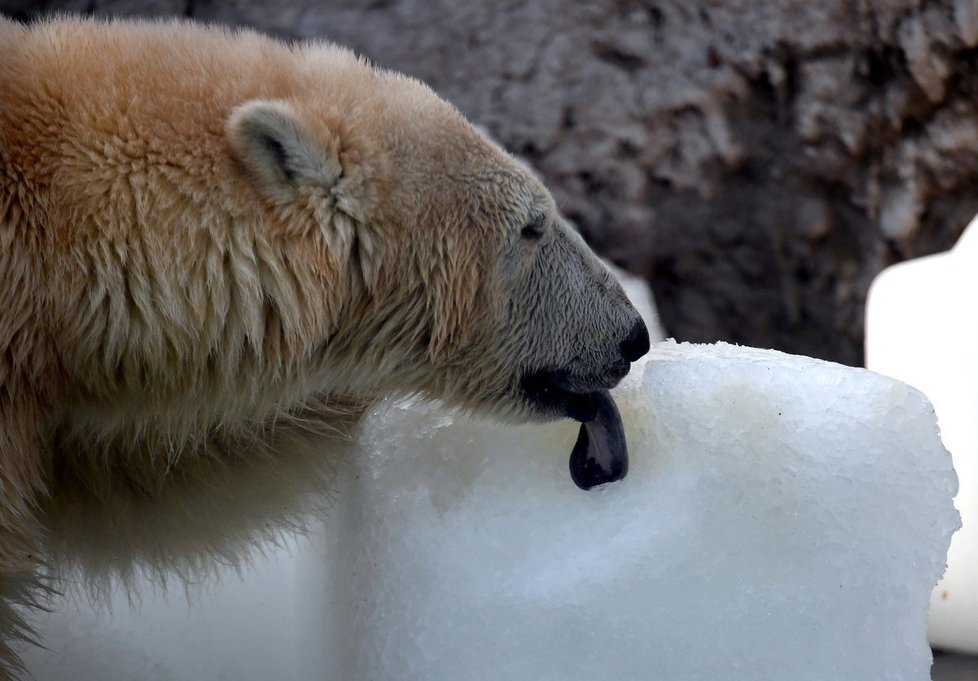 Medvědům v budapešťské zoo pomohly k ochlazení obří kostky ledu.