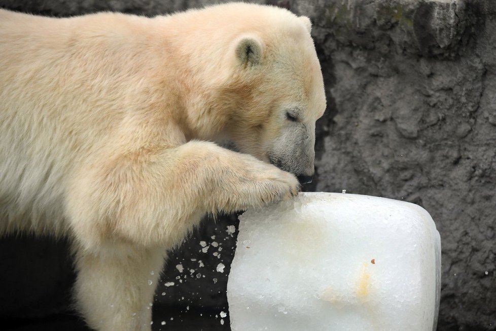 Medvědům v budapešťské zoo pomohly k ochlazení obří kostky ledu.