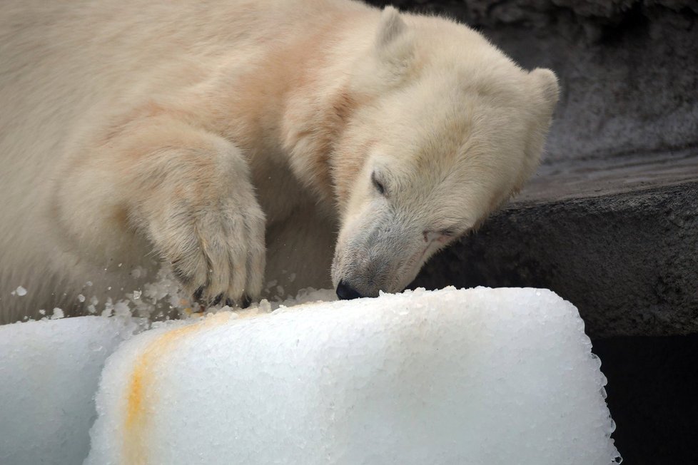 Medvědům v budapešťské zoo pomohly k ochlazení obří kostky ledu.