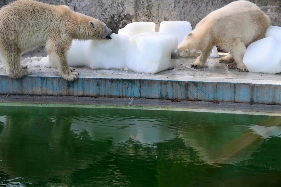 Medvědům v budapešťské zoo pomohly k ochlazení obří kostky ledu.