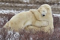 Pojď na mou studenou hruď, brumlo: Dojemné objetí ledních medvědů!
