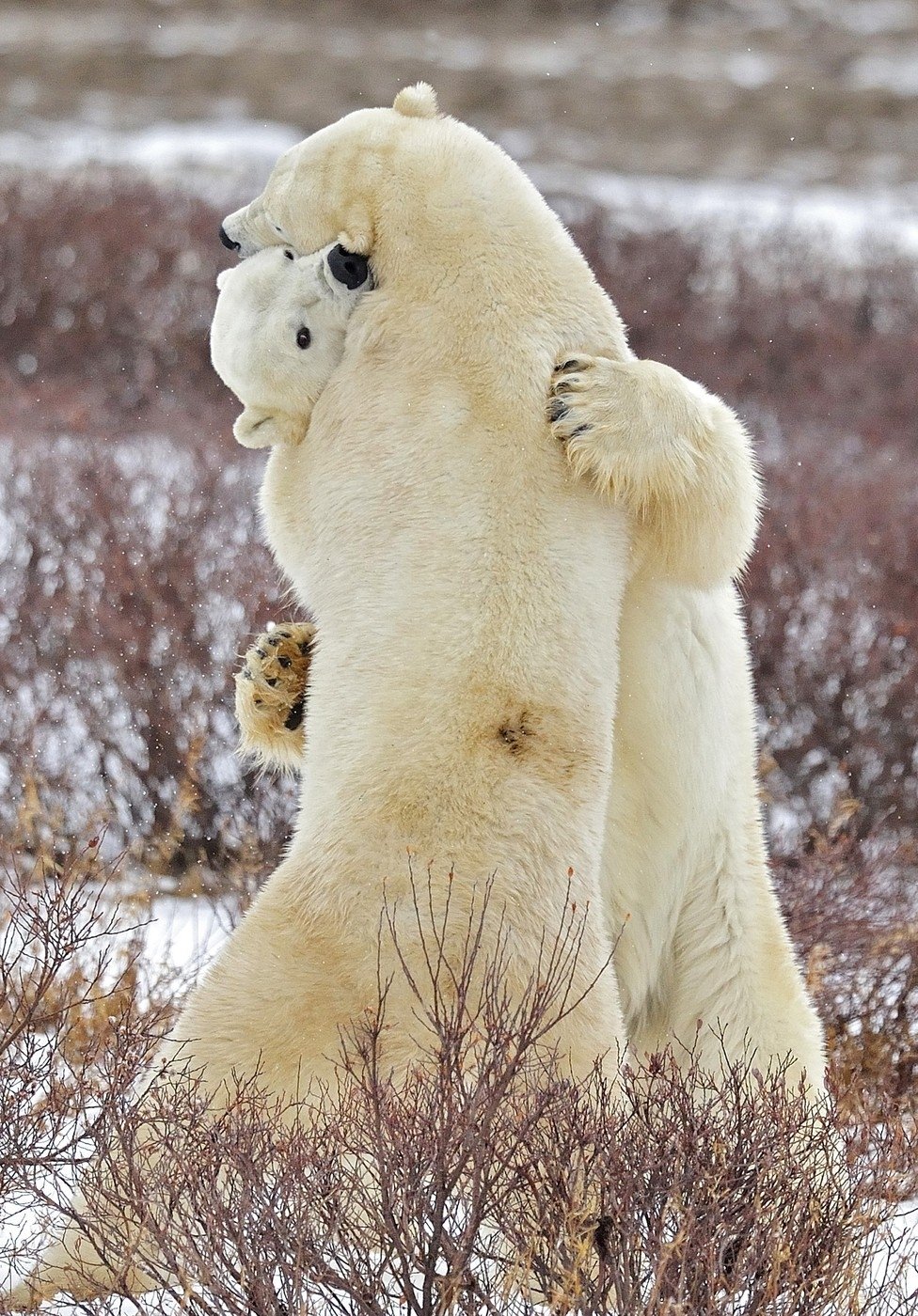 Dva lední medvědi na Špicberkách.