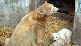 Lední medvídci s mámou Corou vylezli v sobotu poprvé z brlohu ven.