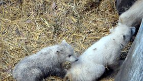 Lední medvídci s mámou Corou vylezli v sobotu poprvé z brlohu ven.