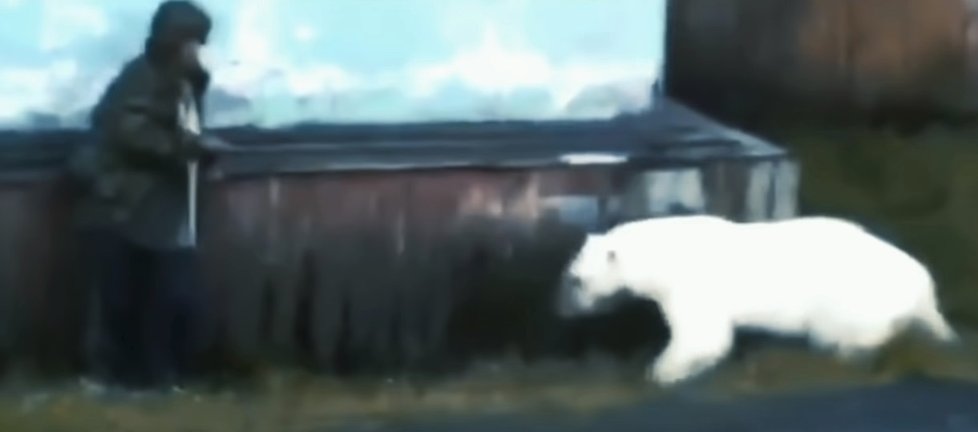 Rusové řeší problémy s ledními medvědy často. Na konci loňského roku zvířata obléhala ruské město Dikson.
