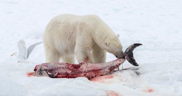 Lední medvědi žerou delfíny! Kvůli oteplování šelmy mění jídelníček