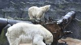 Nový pavilon pro lední medvědy v Zoo Praha: Vyjde na 1,2 miliardy, o 330 milionů více, než se původně počítalo