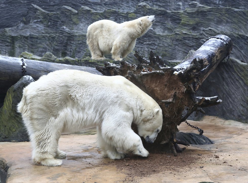 Tam, kde dnes dovádí lední medvědi, budou za několik let dovádět pandy velké.