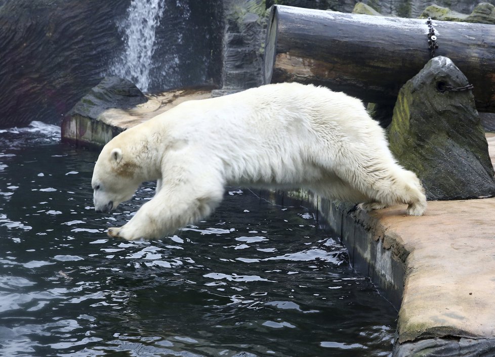 Tam, kde dnes dovádí lední medvědi, budou za několik let dovádět pandy velké.