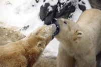 Lední medvědi: První pusa po shledání