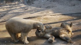 Lední medvědi z brněnské zoo Umca (vlevo) a Cora.