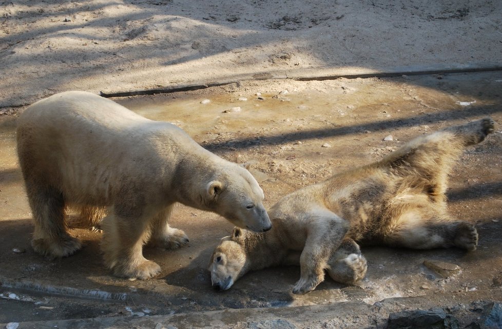 Lední medvědi z brněnské zoo Umca a Cora.