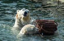 Hrátky ledních medvědů v Zoo Praha: Tom zbožňuje »košíkovou«