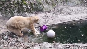 Třísetkilová Cora si užívala lámání ledové pokrývky v bazénu. Ten se ale musí upravit a prohloubit.