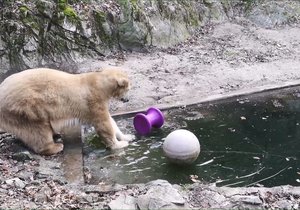 Třísetkilová Cora si užívala lámání ledové pokrývky v bazénu. Ten se ale musí upravit a prohloubit.