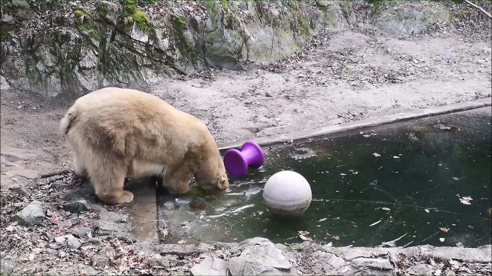 Zoo Brno: Nejcennějším a nejnavštěvovanější jsou lední medvědi