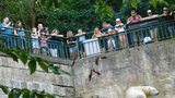 Medvědice Cora a návštěvníci zoo si dají roční pauzu: Začne oprava svahu nad výběhem
