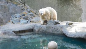 Pětinásobná zasloužilá matka, lední medvědice Cora (22), si v brněnské zoo od neděle užívá nový bazén s vodopádem.